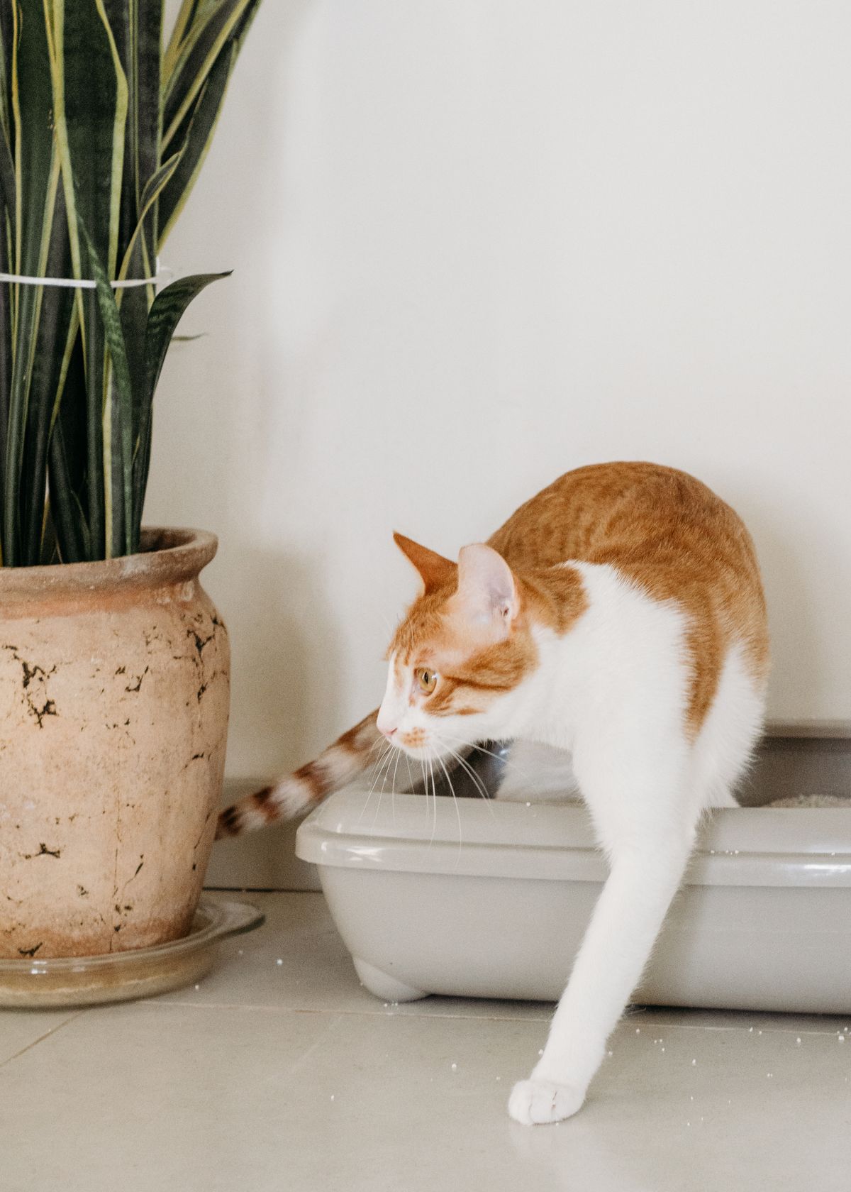 Cat stepping from litter box onto apartment floor